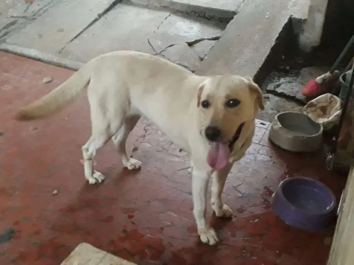 Cachorro ra a Labrador idade 3 anos nome Nina ( Labrador)