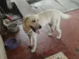 Nina ( Labrador)