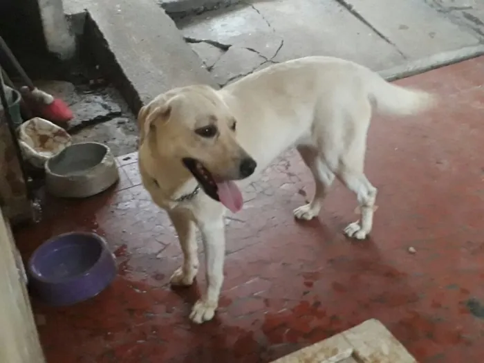 Cachorro ra a Labrador idade 3 anos nome Nina ( Labrador)