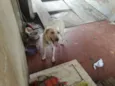 Nina ( Labrador)