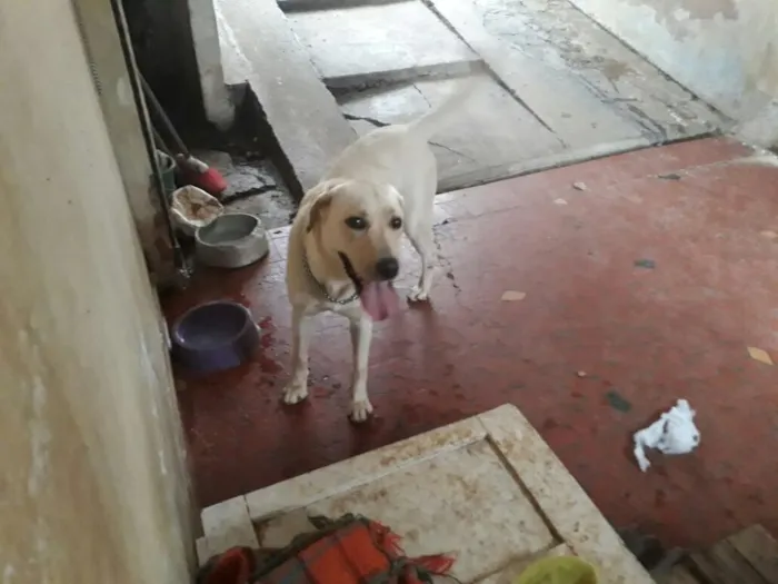 Cachorro ra a Labrador idade 3 anos nome Nina ( Labrador)