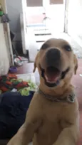 Nina ( Labrador)