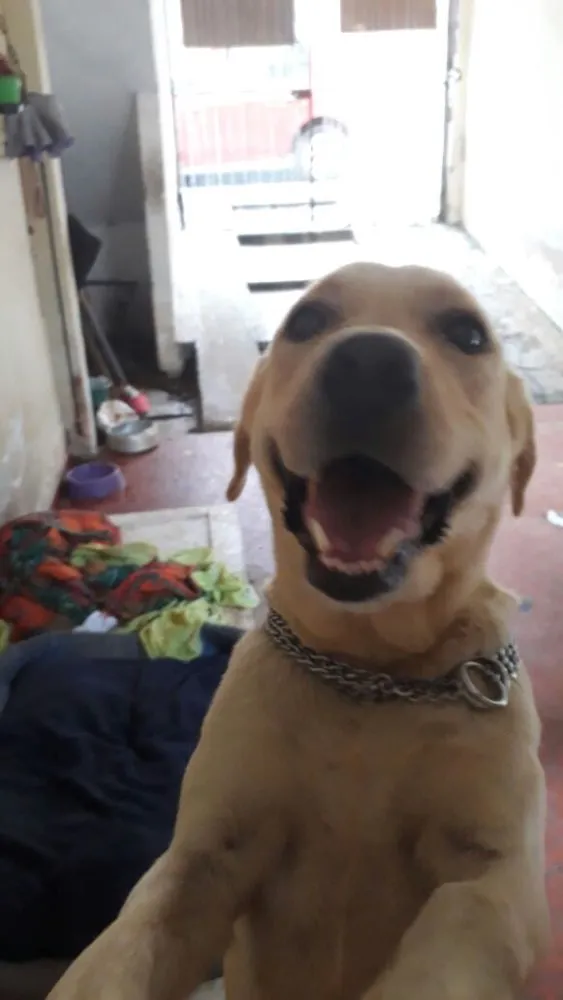 Cachorro ra a Labrador idade 3 anos nome Nina ( Labrador)