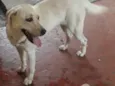 Nina ( Labrador)