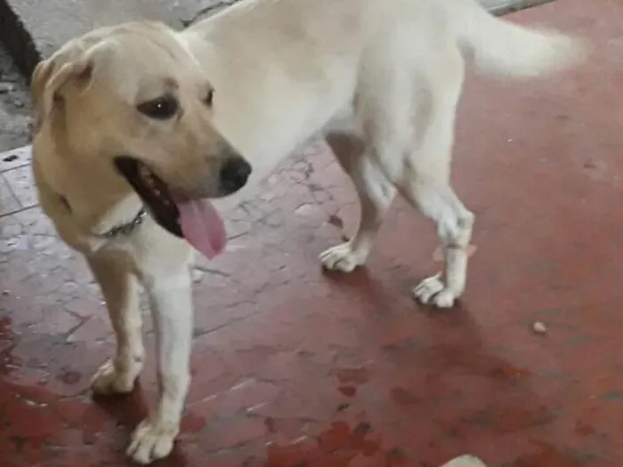 Cachorro ra a Labrador idade 3 anos nome Nina ( Labrador)