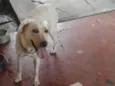 Nina ( Labrador)