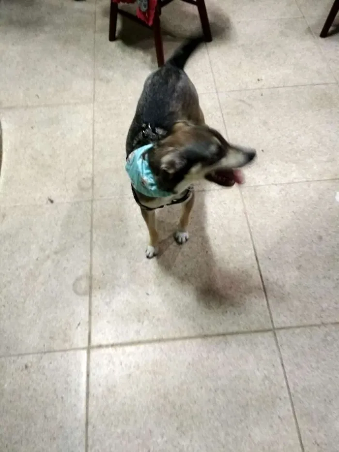 Cachorro raça Vira lata idade 1 ano nome Lucy