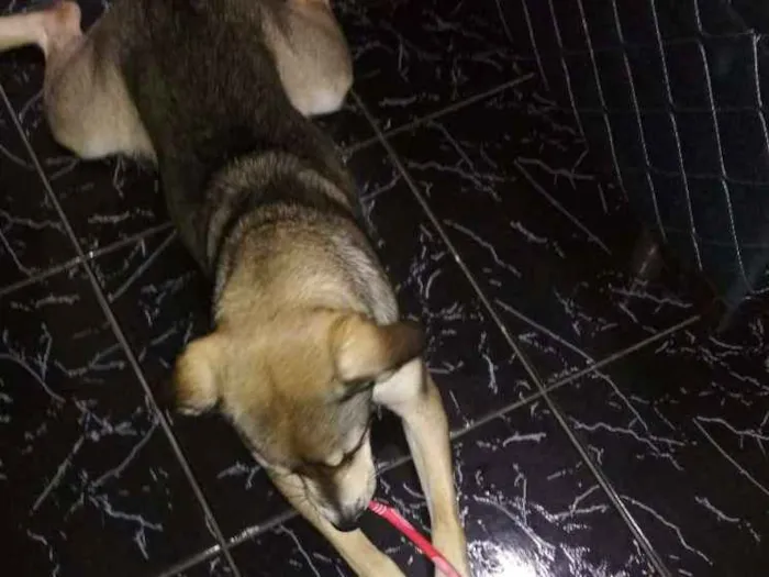 Cachorro raça Vira lata idade 1 ano nome Lucy