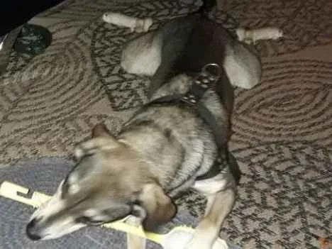 Cachorro raça Vira lata idade 1 ano nome Lucy