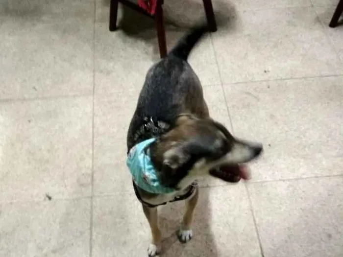 Cachorro raça Vira lata idade 1 ano nome Lucy