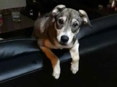 Cachorro raça Vira lata idade 1 ano nome Lucy