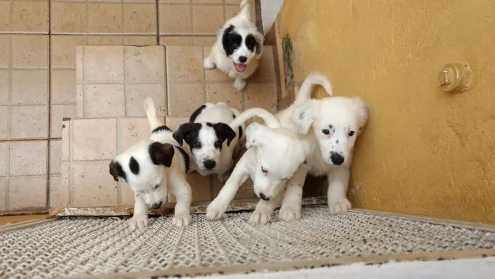 Cachorro ra a Srd idade 3 anos nome Kika e família