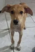 Teca