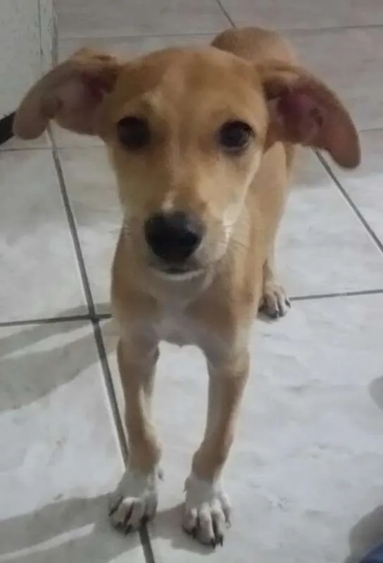 Cachorro ra a SRD idade 2 a 6 meses nome Teca