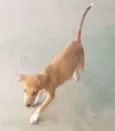 Teca
