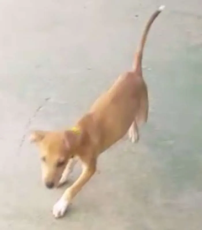 Cachorro ra a SRD idade 2 a 6 meses nome Teca