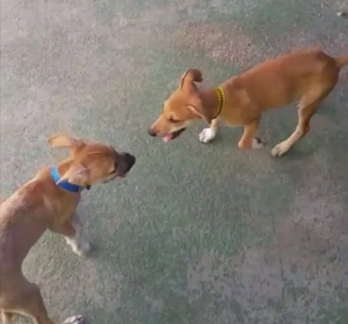 Cachorro ra a SRD idade 2 a 6 meses nome Teca