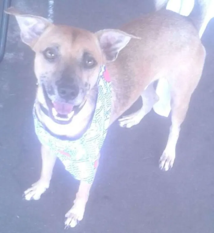 Cachorro ra a SRD idade 1 ano nome Coqueirinho