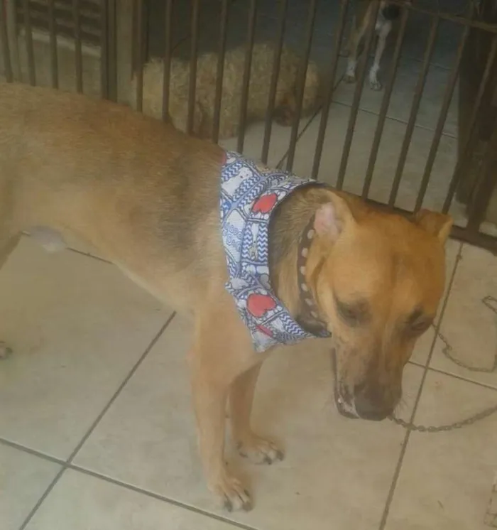 Cachorro ra a SRD idade 1 ano nome Coqueirinho