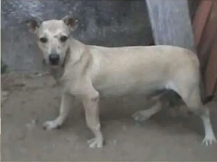 Cachorro ra a SRD idade 7 a 11 meses nome Nino