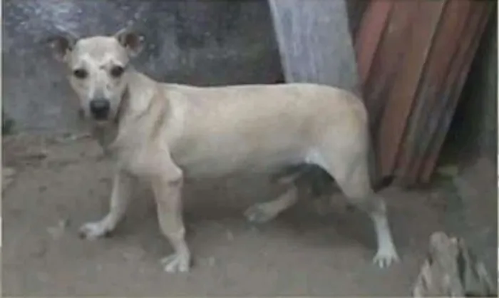 Cachorro ra a SRD idade 7 a 11 meses nome Nino