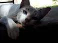 Princesa