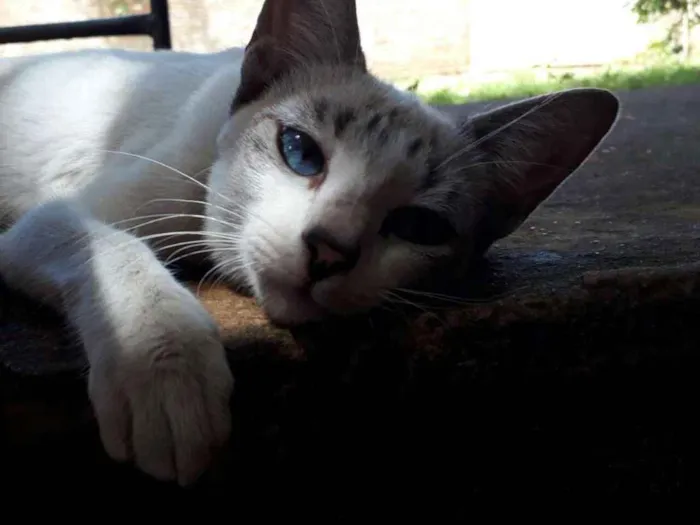 Gato ra a  idade  nome Princesa