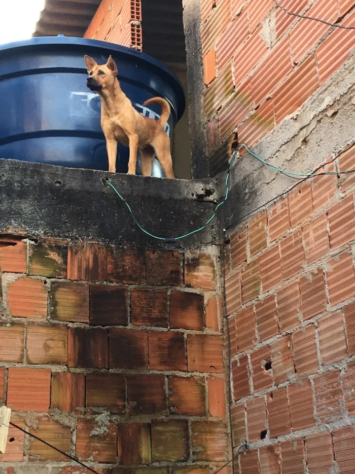 Cachorro raça Misturada ,Chow chow e labrado idade 1 ano nome Princesa 