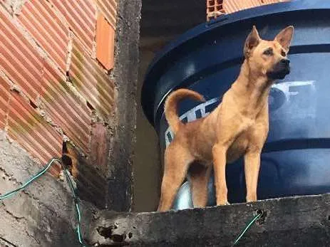 Cachorro raça Misturada ,Chow chow e labrado idade 1 ano nome Princesa 