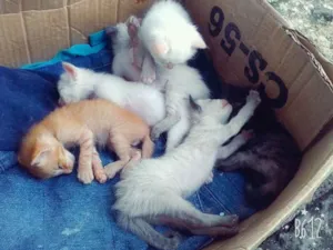 Gato raça mestiço idade 2 a 6 meses nome .