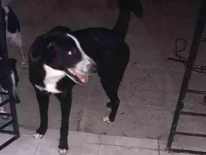 Cachorro raça Não  definida idade 2 a 6 meses nome Bob