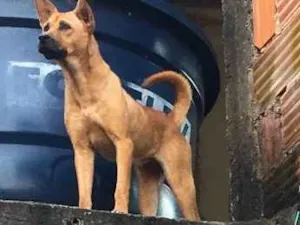 Cachorro raça Misturada ,Chow chow e labrado idade 1 ano nome Princesa 