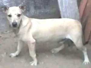 Cachorro raça SRD idade 7 a 11 meses nome Nino