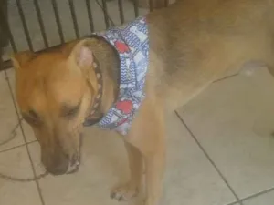 Cachorro raça SRD idade 1 ano nome Coqueirinho