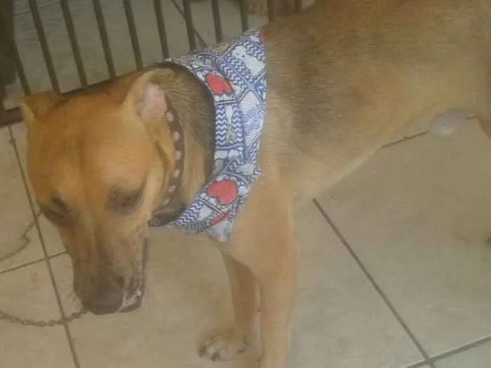 Cachorro ra a SRD idade 1 ano nome Coqueirinho