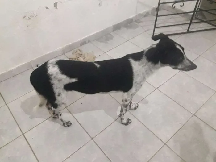 Cachorro ra a Vira lata idade  nome Princesa