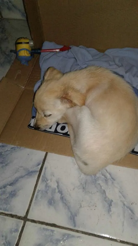 Cachorro ra a SRD idade 2 a 6 meses nome Chumlee