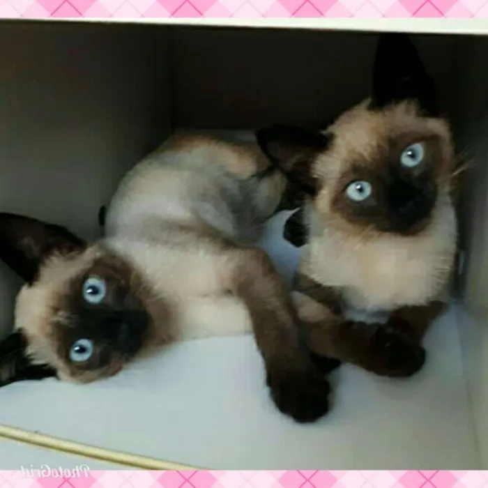 Gato raça Siamês idade 2 a 6 meses nome Sem nomes
