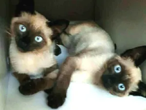 Gato raça Siamês idade 2 a 6 meses nome Sem nomes