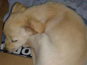 Cachorro raça SRD idade 2 a 6 meses nome Chumlee