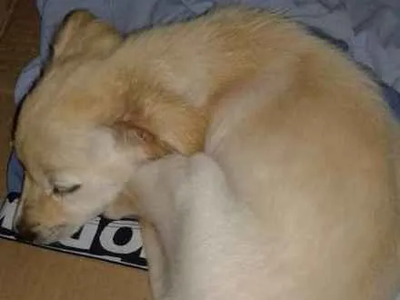 Cachorro ra a SRD idade 2 a 6 meses nome Chumlee