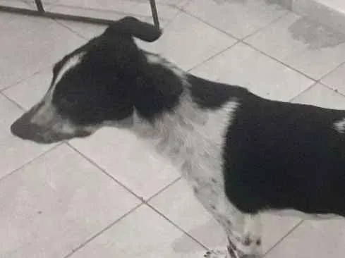 Cachorro ra a Vira lata idade  nome Princesa