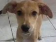 Teca