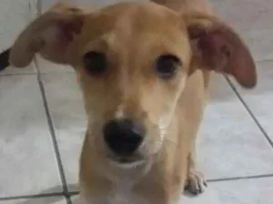 Cachorro raça SRD idade 2 a 6 meses nome Teca