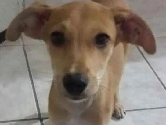 Cachorro ra a SRD idade 2 a 6 meses nome Teca
