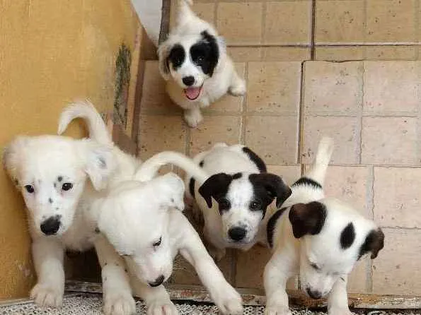 Cachorro ra a Srd idade 3 anos nome Kika e família