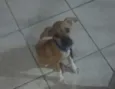 Tica