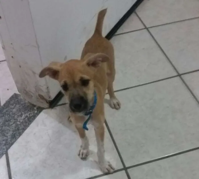 Cachorro ra a SRD idade 2 a 6 meses nome Tica