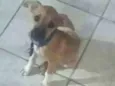Tica