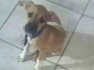 Cachorro raça SRD idade 2 a 6 meses nome Tica